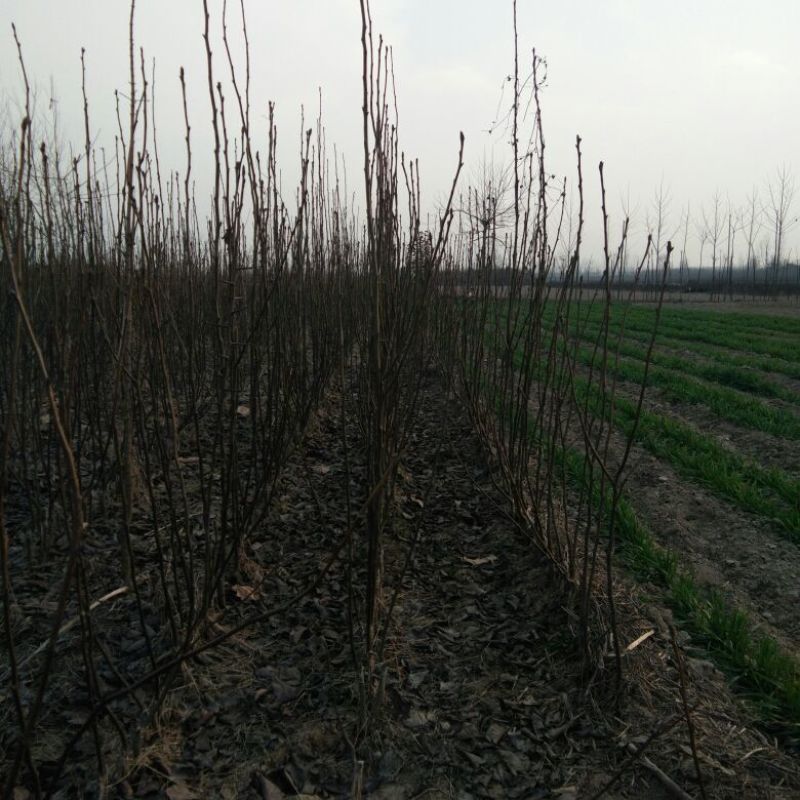 梨树苗0.8公分以上各种规格，秋月，晚秋，等品种都有