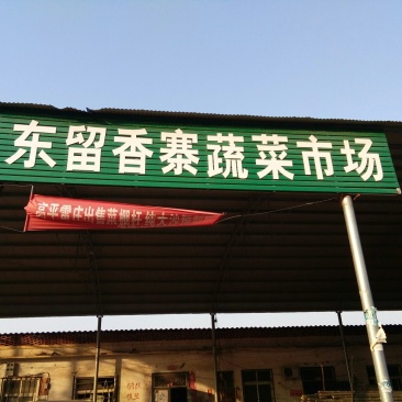 黑叶菠菜35~40厘米