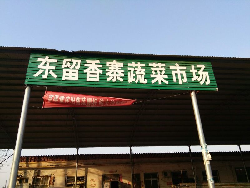 黑叶菠菜35~40厘米