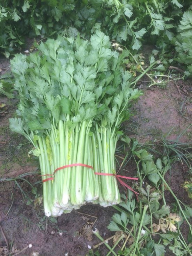 大量低价供应金乡西芹，基地货源充足，当天发货，全国供应