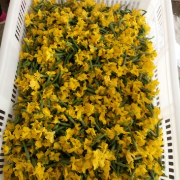精品鲜花青瓜花黄瓜花