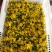 精品鲜花青瓜花黄瓜花