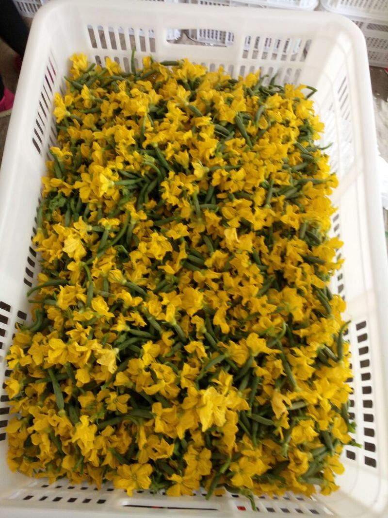 精品鲜花青瓜花黄瓜花