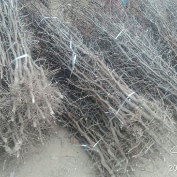 枣树苗60~70cm