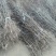 枣树苗60~70cm