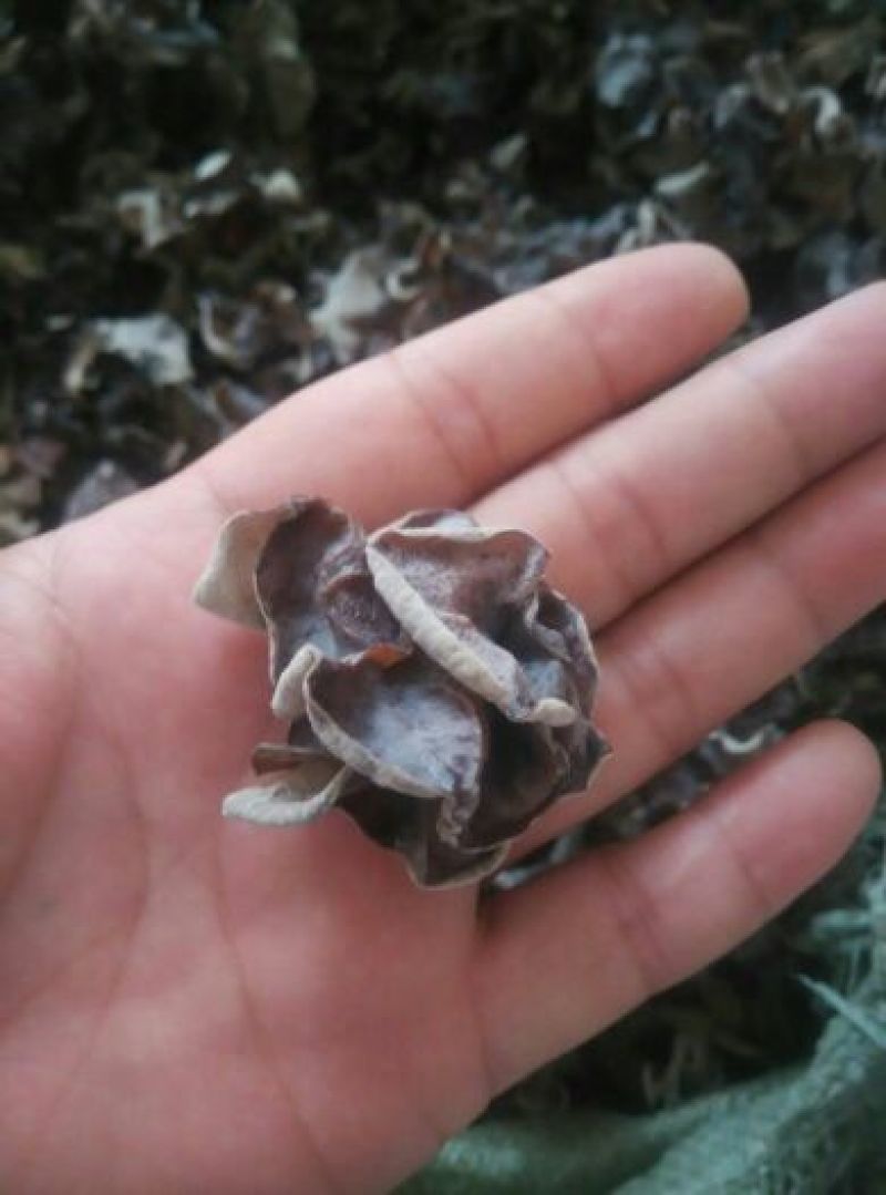干木耳一级