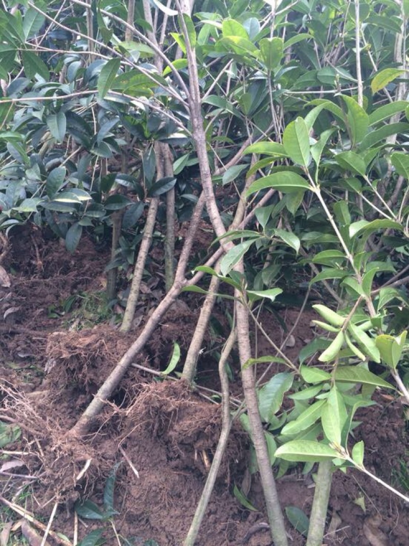 桂花树