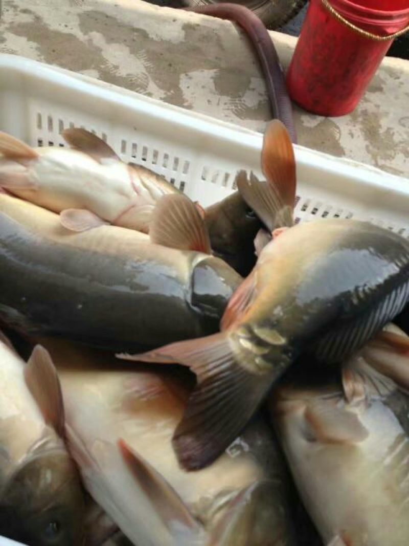 池鲤鱼食用1~2公斤