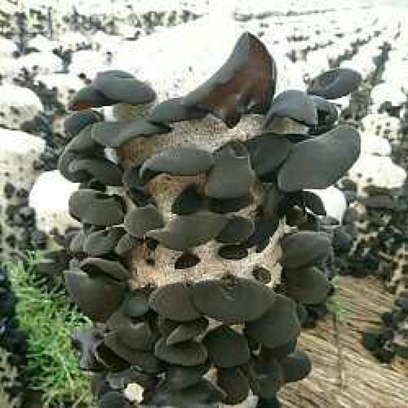 黑山秋耳一级