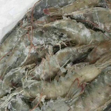南美白对虾食用冻虾