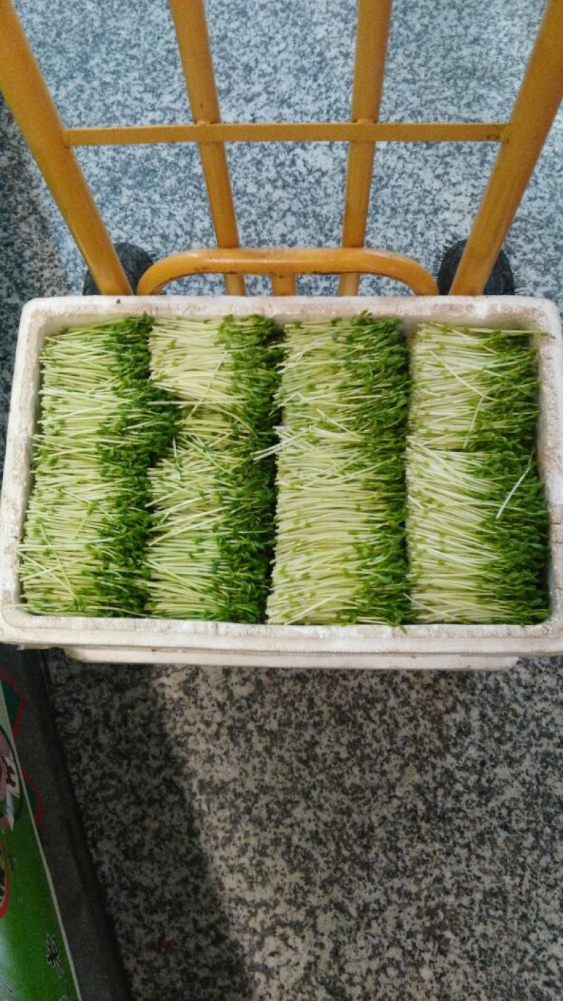 豌豆苗穴盘苗芽苗菜麻豌豆苗白豌豆苗