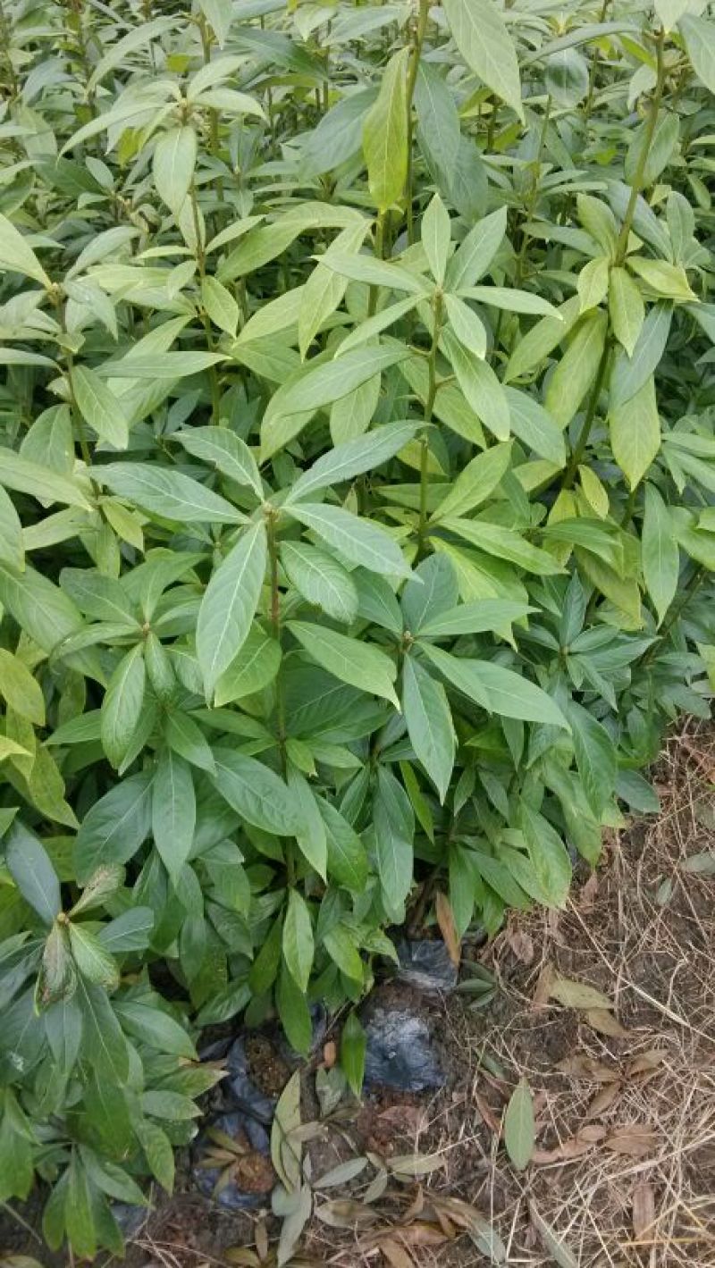 金丝楠木苗小叶桢楠苗出金丝率99%的优质木材