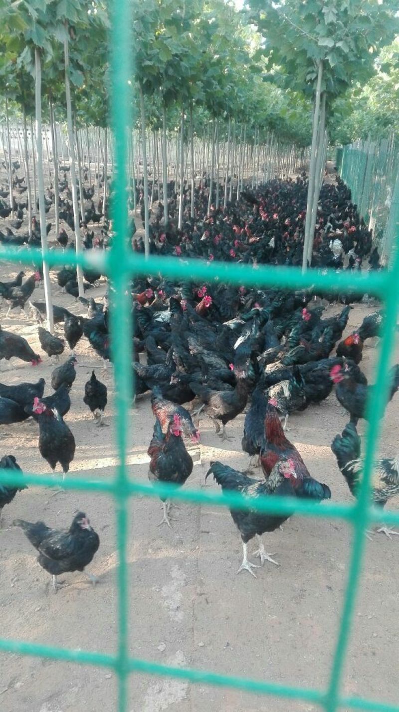 土鸡蛋食用50g以下