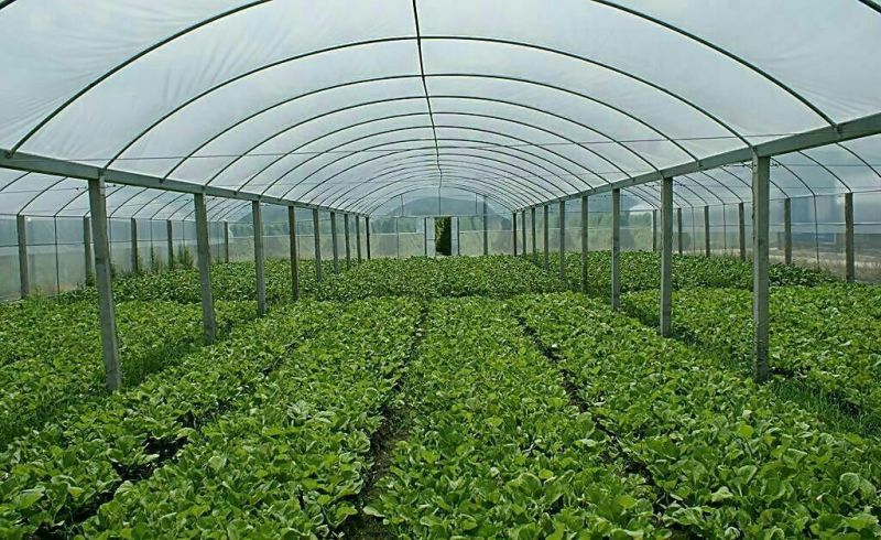 钢架大棚蔬菜大棚温室大棚
