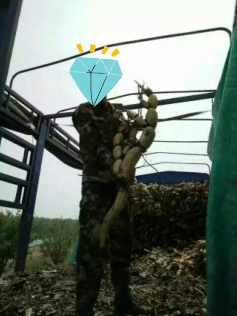 藕种