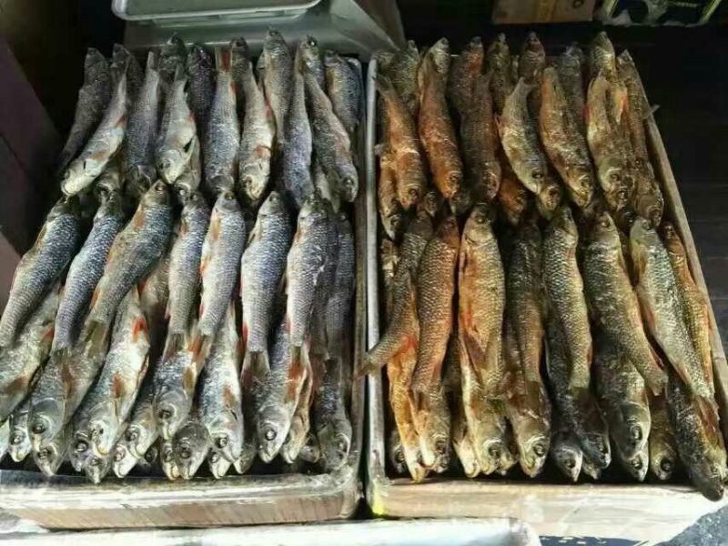 东江湖翘嘴白供应