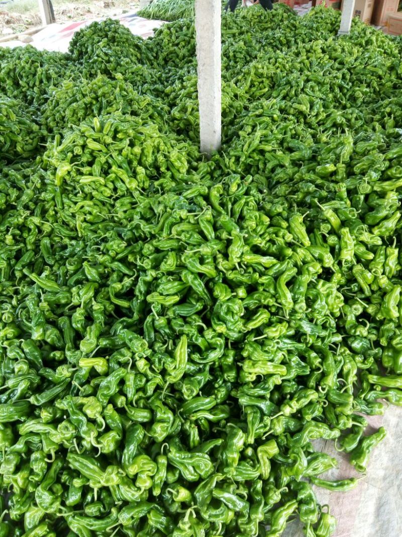 砀椒三号10~15厘米中辣青