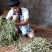 百年普洱大树茶各种检测检验合格