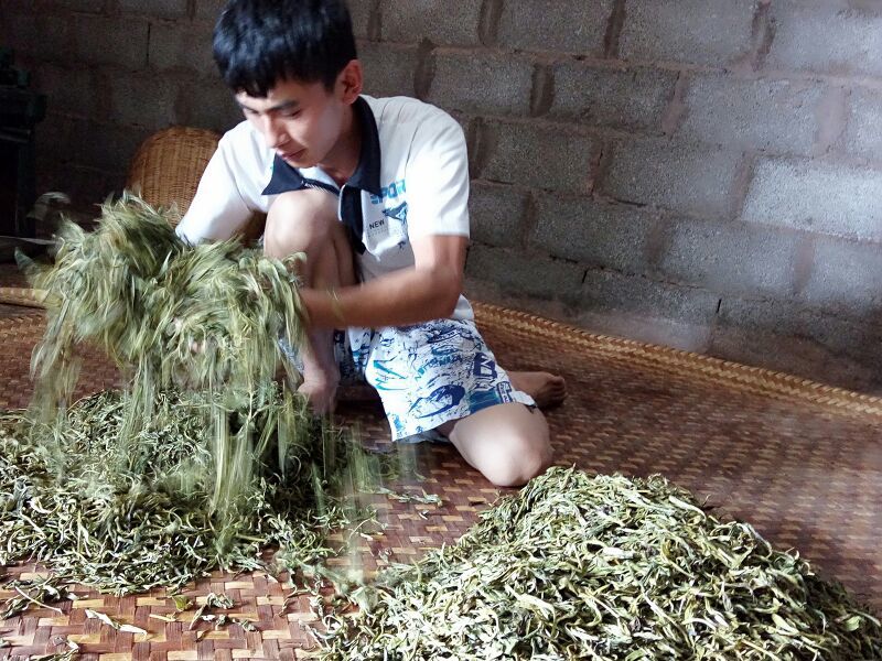 百年普洱大树茶各种检测检验合格
