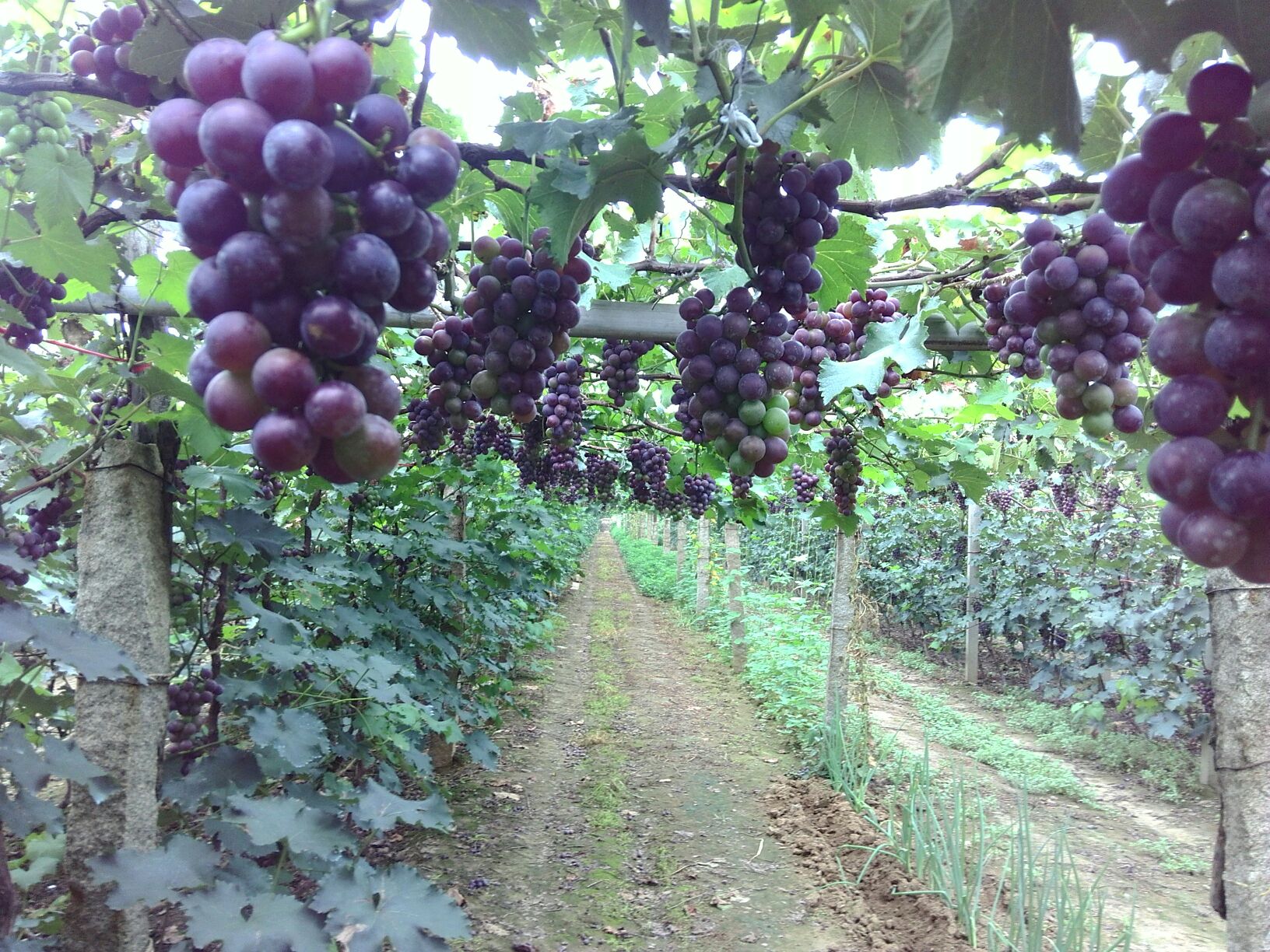 辽宁锦州市北镇市巨峰葡萄 1~2斤批发_郎秀峰