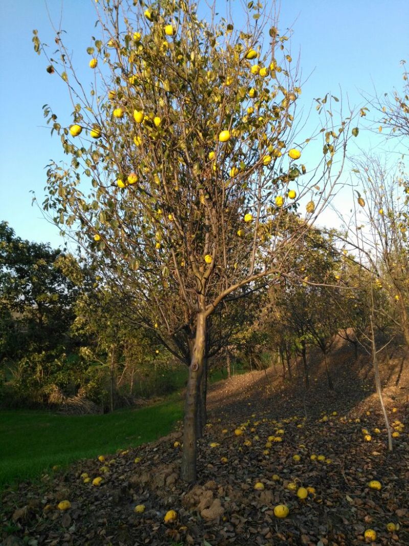 木瓜树苗111~150cm