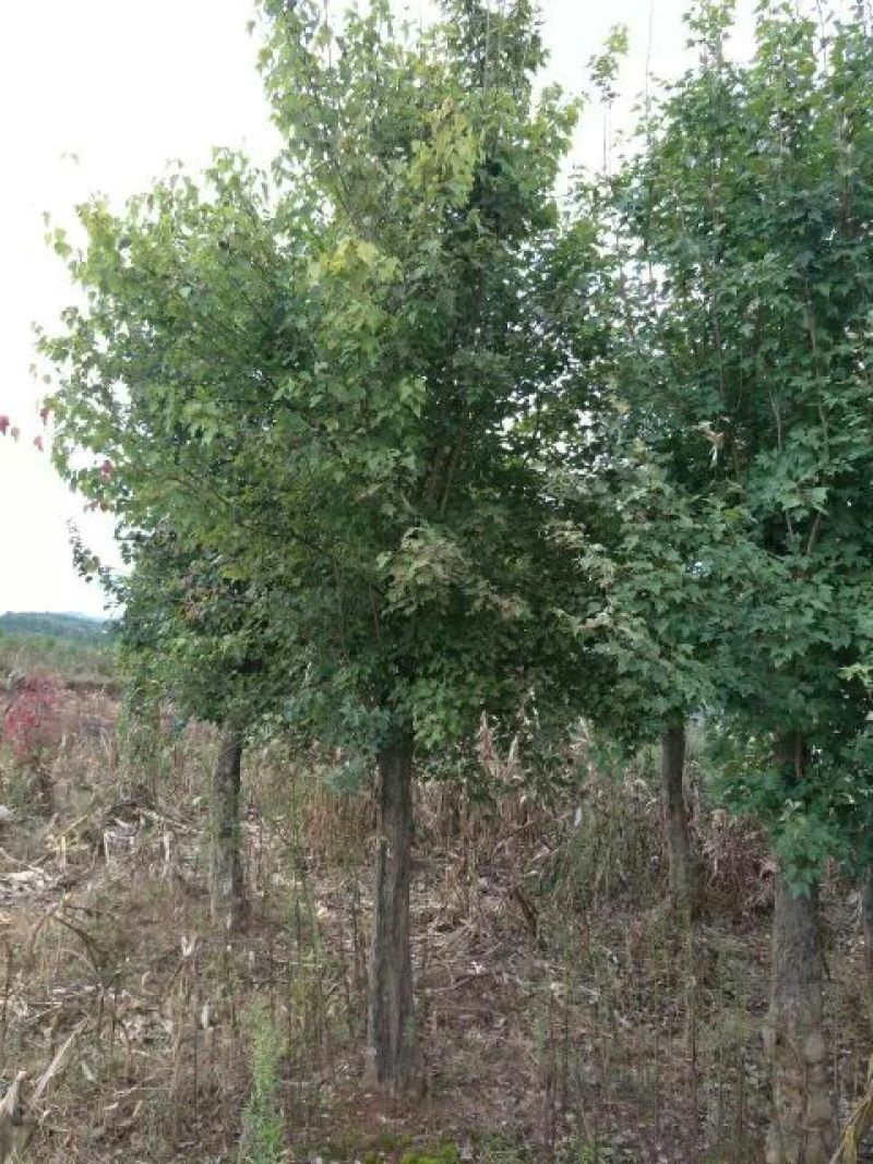 大量供应各种规格的五角枫、三角枫，