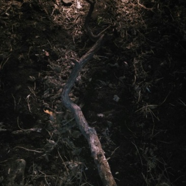 崖柏4~6cm0.5~1米