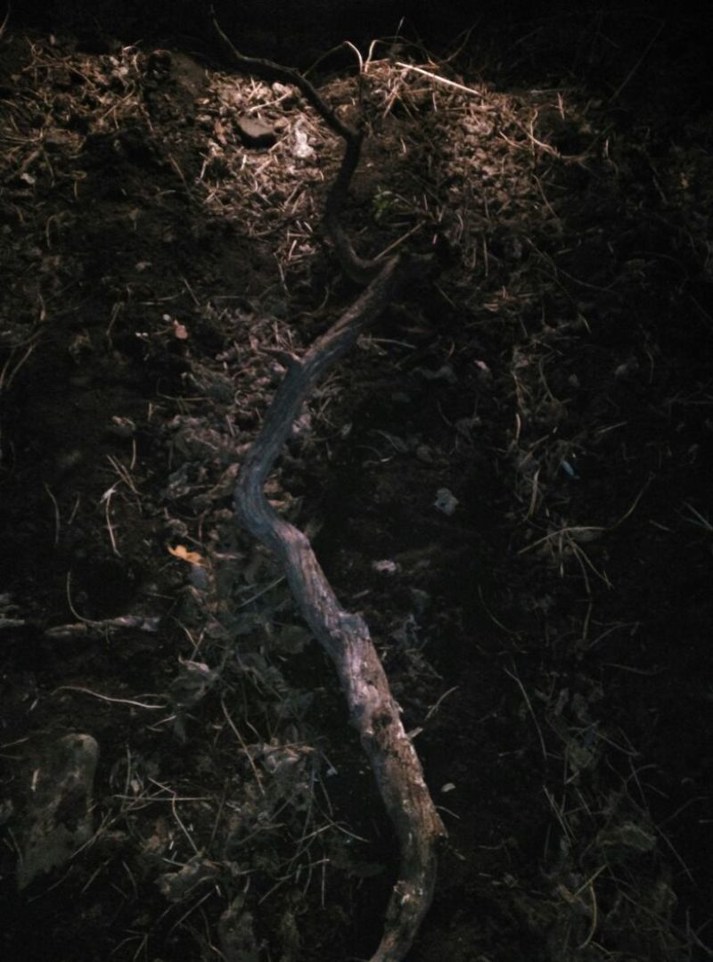 崖柏4~6cm0.5~1米
