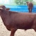牛犊400~500kg