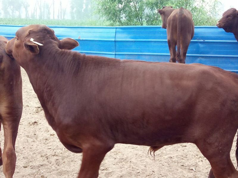 牛犊400~500kg