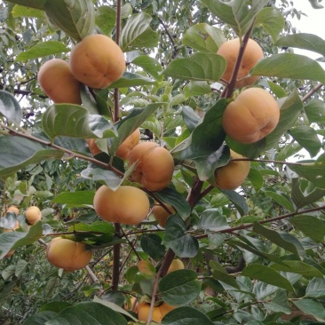 柿子树苗免费提供技术指导，基地直销都是嫁接苗