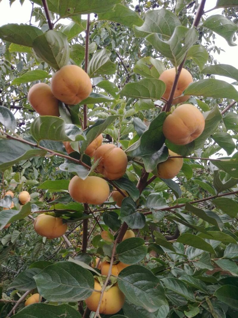 柿子树苗免费提供技术指导