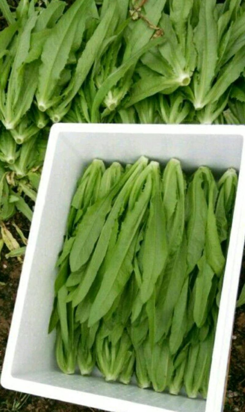油麦菜产地供应大量现货四季有货，冷库包装齐全