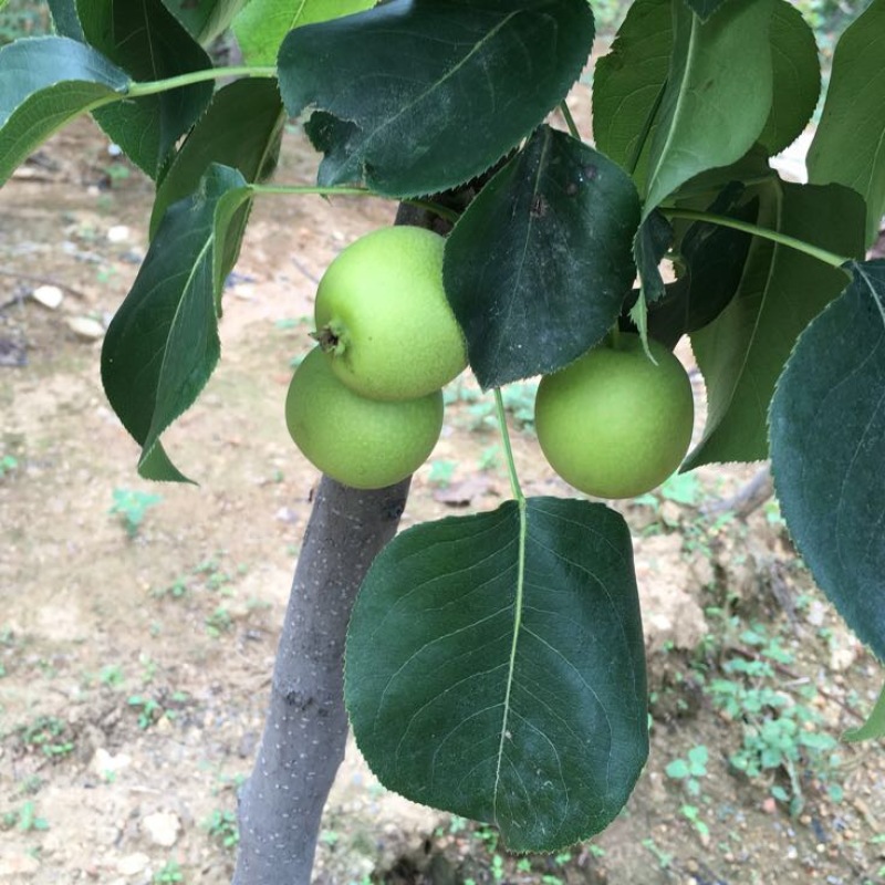 梨树