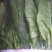 越冬菠菜15~20厘米