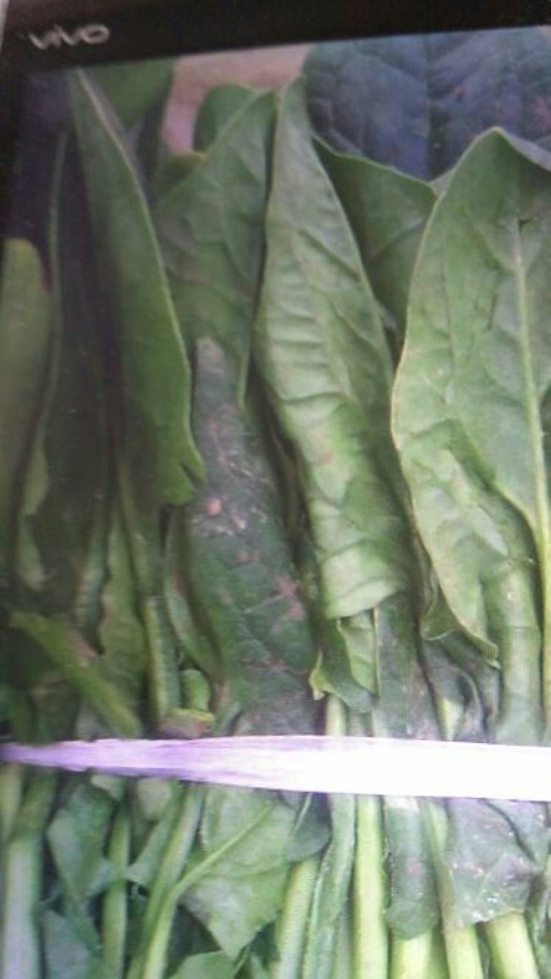 越冬菠菜15~20厘米