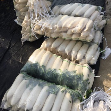 白皮白萝卜