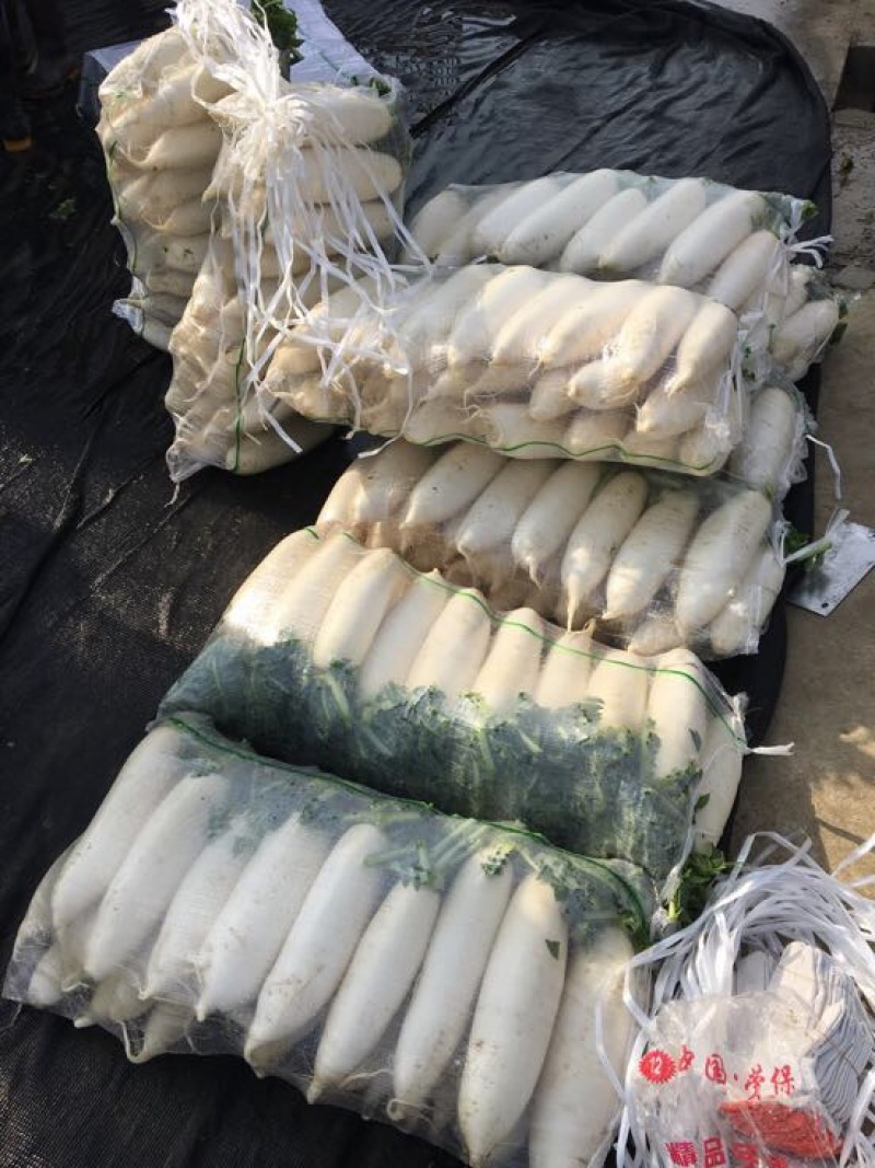 白皮白萝卜