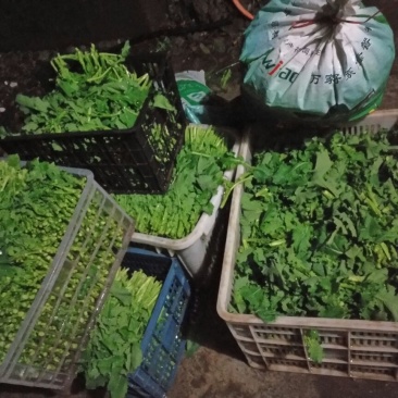 油菜苔10~15厘米