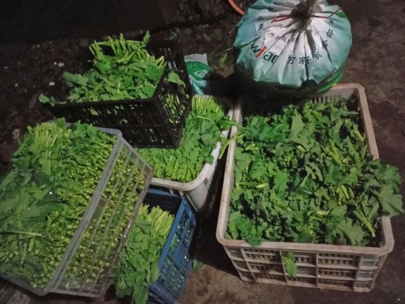 油菜苔10~15厘米