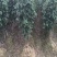 葛根苗种子种段广西高产无渣粉葛根种苗产地直供包成活