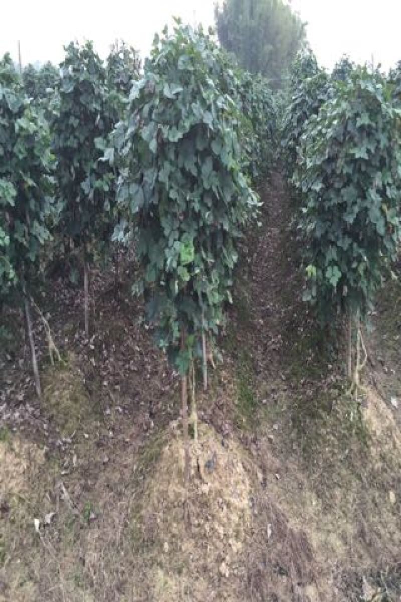 葛根苗种子种段广西高产无渣粉葛根种苗产地直供包成活