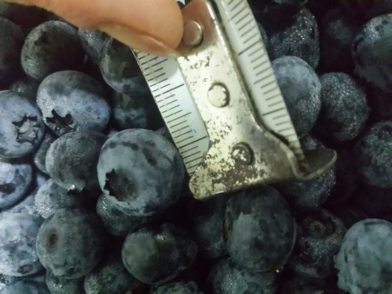 蓝丰蓝莓鲜果8~10mm以上