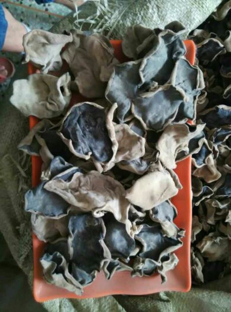 干木耳特级