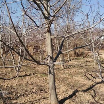 核桃树8~10cm6~8cm4米以上