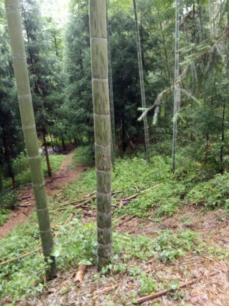 楠竹