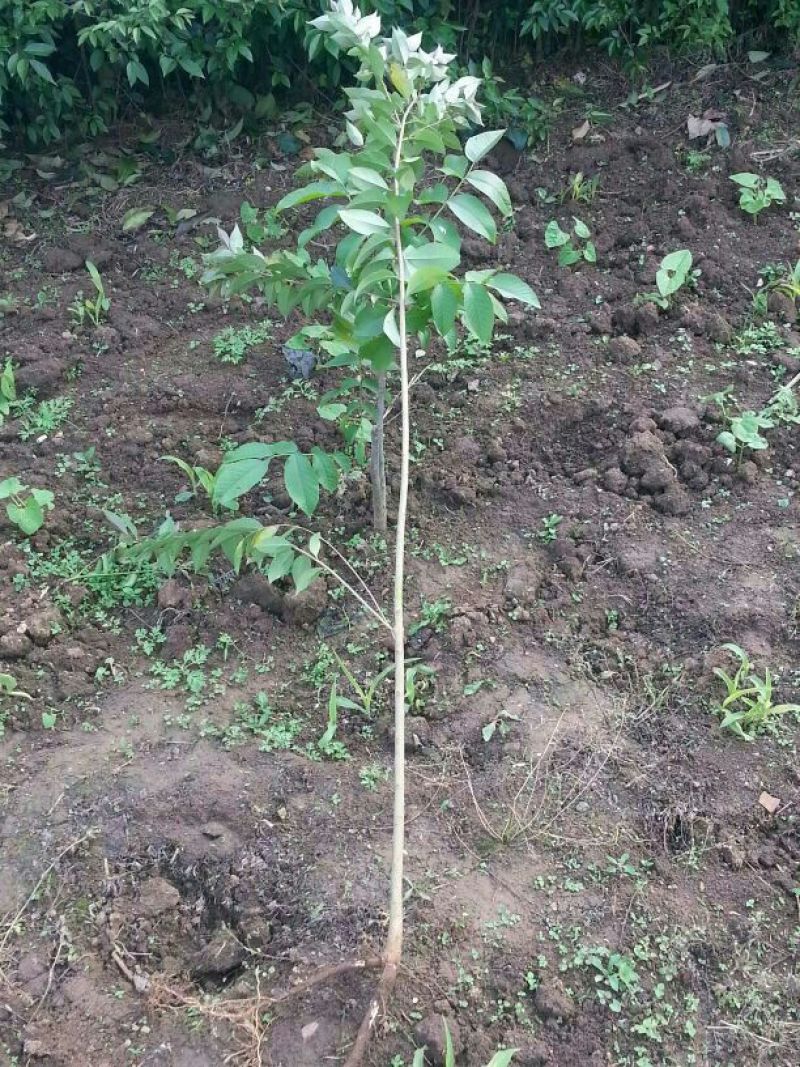 大叶女贞4cm以下