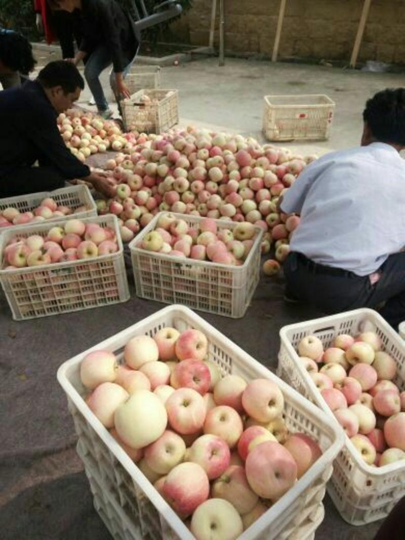 红富士苹果大量现货，价格便宜，欢迎各地老板前来选。