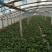 黑叶菠菜10~15厘米