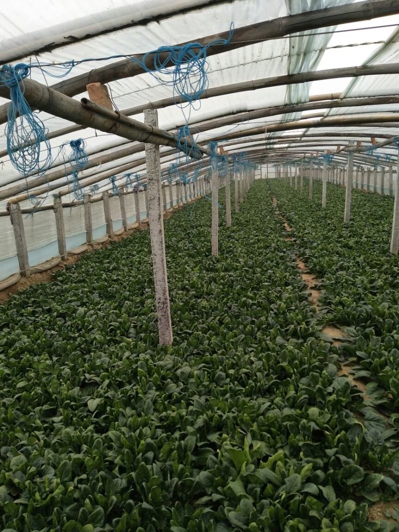 黑叶菠菜10~15厘米